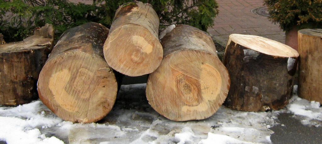 Lingemann: Holztransporter verliert Ladung
